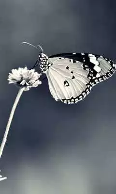 Play Black and White Wallpapers