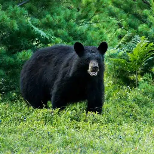 Play Black Bear Wallpaper APK