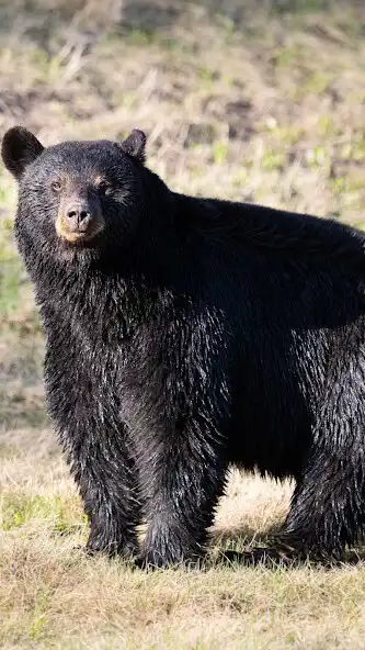 Play Black Bear Wallpaper  and enjoy Black Bear Wallpaper with UptoPlay