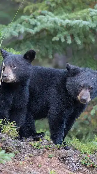 Play Black Bear Wallpaper as an online game Black Bear Wallpaper with UptoPlay