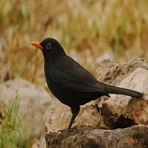 Play Blackbird Singing APK
