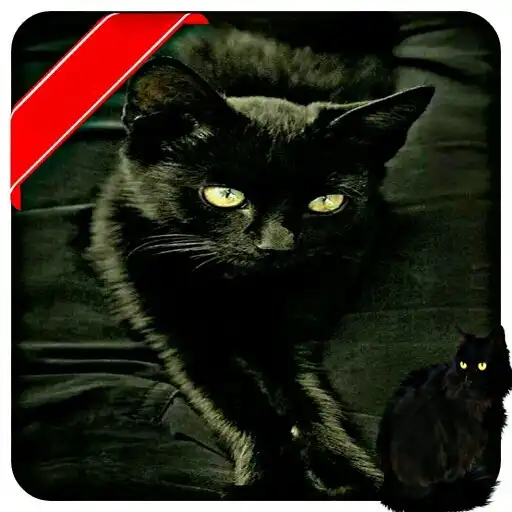Play black cat wallpaper full hd APK Play black cat wallpaper full hd APK