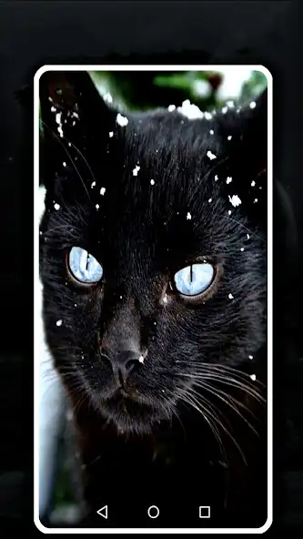 Play black cat wallpaper full hd  and enjoy black cat wallpaper full hd with UptoPlay