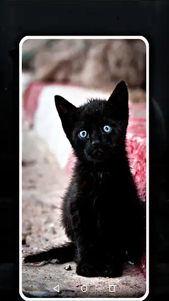 Play black cat wallpaper full hd as an online game black cat wallpaper full hd with UptoPlay