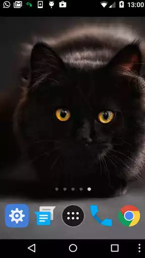 Play Black Cat Wallpaper as an online game online Black Cat Wallpaper with UptoPlay Play Black Cat Wallpaper as an online game Black Cat Wallpaper with UptoPlay