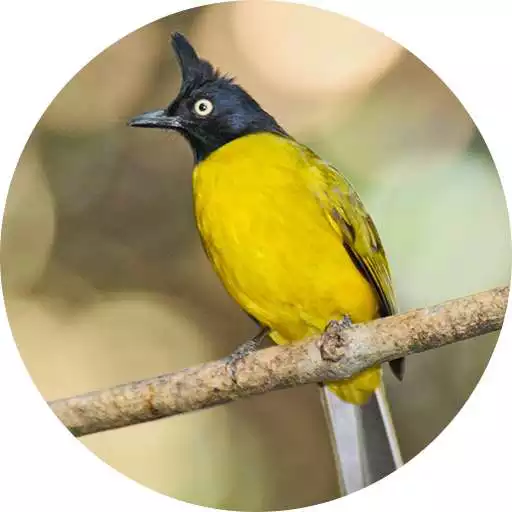 Run free android online Black-crested bulbul bird sounds APK