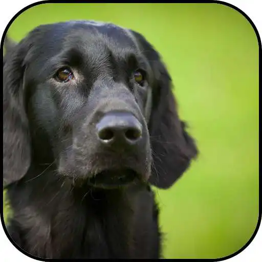 Run free android online Black dogs wallpapers APK