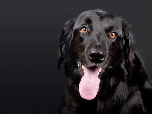 Play APK Black dogs wallpapers and enjoy Black dogs wallpapers with UptoPlay com.ipmobilesolutions.wallpapersblackdogs Play APK Black dogs wallpapers and enjoy Black dogs wallpapers with UptoPlay com.ipmobilesolutions.wallpapersblackdogs