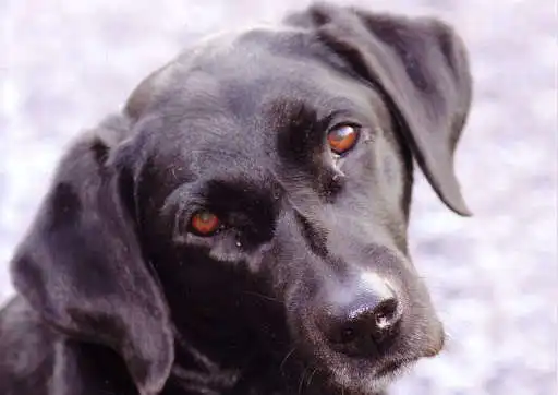 Play APK Black dogs wallpapers and enjoy Black dogs wallpapers with UptoPlay com.ipmobilesolutions.wallpapersblackdogs Play APK Black dogs wallpapers and enjoy Black dogs wallpapers with UptoPlay com.ipmobilesolutions.wallpapersblackdogs