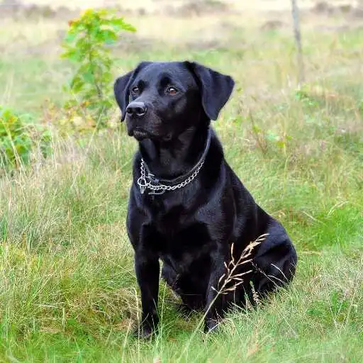 Play Black Dog Wallpaper APK