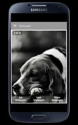 Play Black Dog Wallpaper  and enjoy Black Dog Wallpaper with UptoPlay