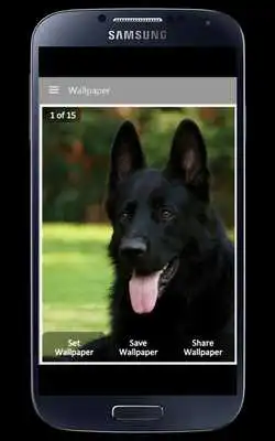 Play Black Dog Wallpaper as an online game Black Dog Wallpaper with UptoPlay