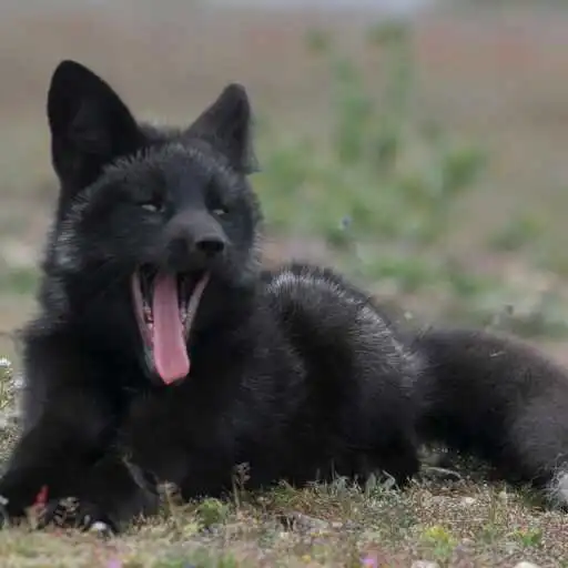 Play Black Fox Wallpaper APK