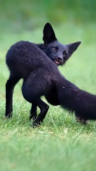 Play Black Fox Wallpaper  and enjoy Black Fox Wallpaper with UptoPlay
