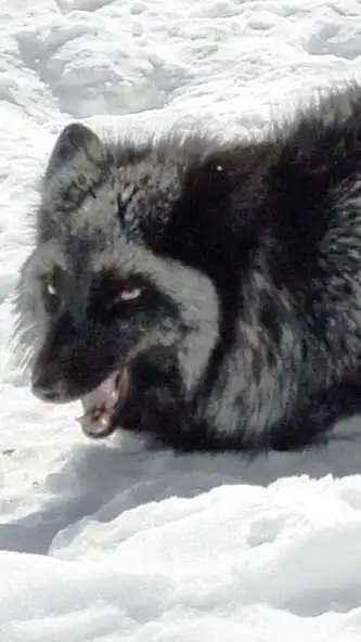 Play Black Fox Wallpaper as an online game Black Fox Wallpaper with UptoPlay