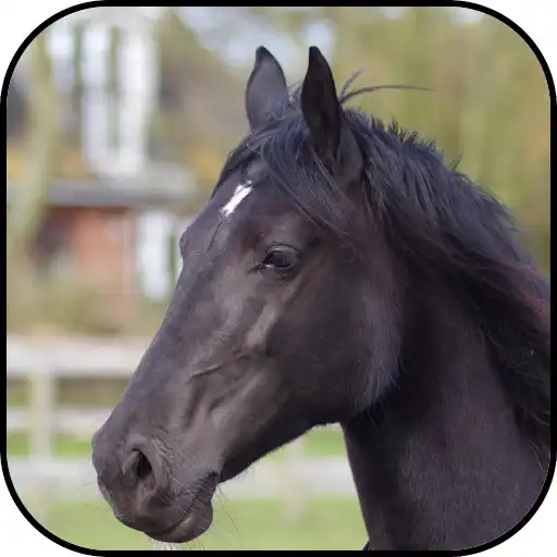 Free play online Black horse wallpapers APK