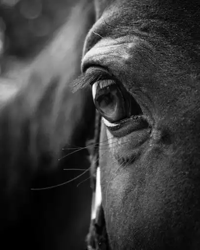 Play Black horse wallpapers  and enjoy Black horse wallpapers with UptoPlay