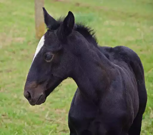 Play Black horse wallpapers as an online game Black horse wallpapers with UptoPlay