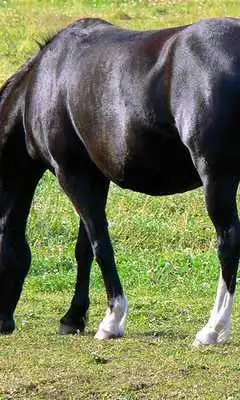 Play Black horse wallpapers