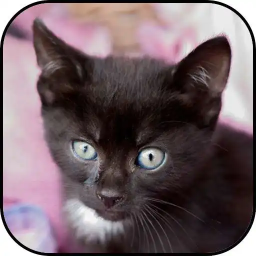 Free play online Black kitten wallpapers APK