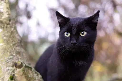 Play Black kitten wallpapers Play Black kitten wallpapers