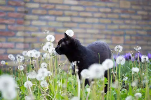 Play Black kitten wallpapers Play Black kitten wallpapers