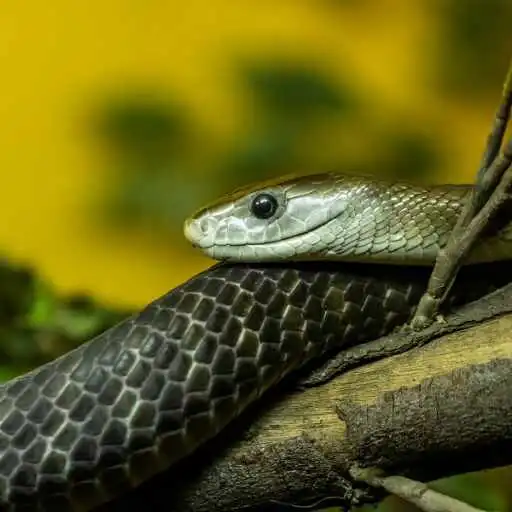 Play Black Mamba Wallpaper APK