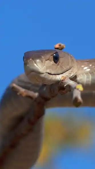 Play Black Mamba Wallpaper  and enjoy Black Mamba Wallpaper with UptoPlay