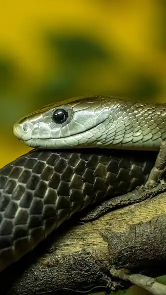 Play Black Mamba Wallpaper as an online game Black Mamba Wallpaper with UptoPlay