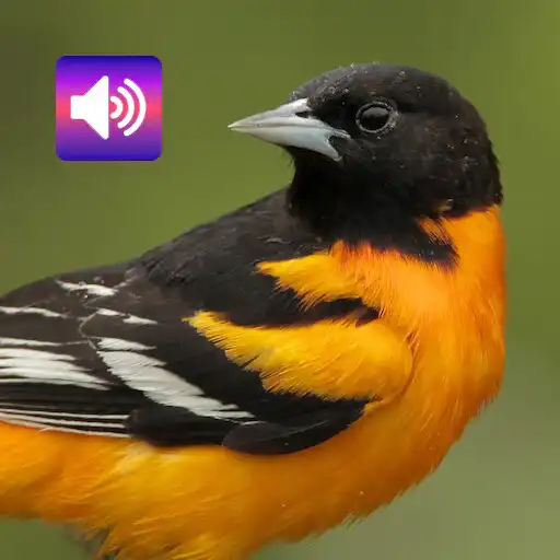 Play Black-naped Oriole bird Sounds APK