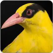 Free play online Black Naped Oriole Call : Oriole Bird Sounds APK