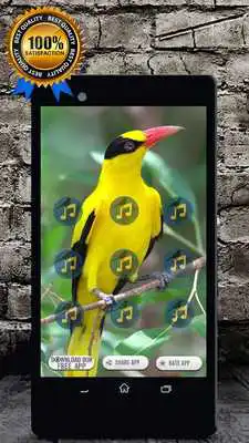 Play Black Naped Oriole Call : Oriole Bird Sounds Play Black Naped Oriole Call : Oriole Bird Sounds