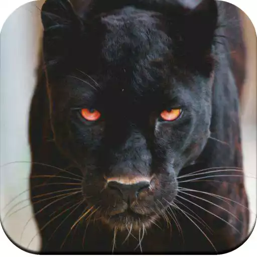Play Black Panther HD Wallpaper APK Play Black Panther HD Wallpaper APK