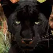 Free play online Black Panther Jigsaw Puzzle APK Free play online Black Panther Jigsaw Puzzle APK