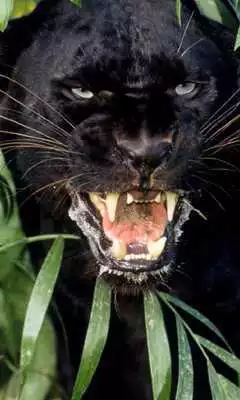 Play Black Panther Jigsaw Puzzle