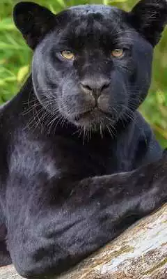 Play Black Panther Jigsaw Puzzle