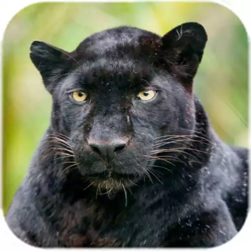 Free play online Black Panther Live Wallpaper APK