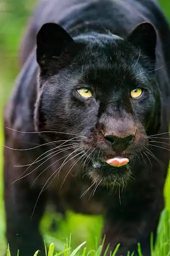 Play Black Panther Live Wallpaper Play Black Panther Live Wallpaper