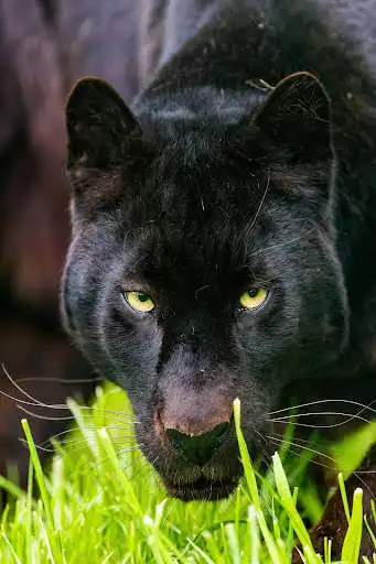 Play Black Panther Live Wallpaper Play Black Panther Live Wallpaper