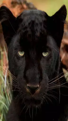 Play Black Panther Lock Screen
