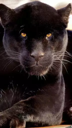 Play Black Panther Lock Screen