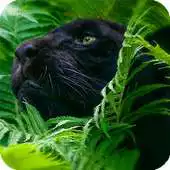 Free play online Black Panther Pack 2 Wallpaper APK