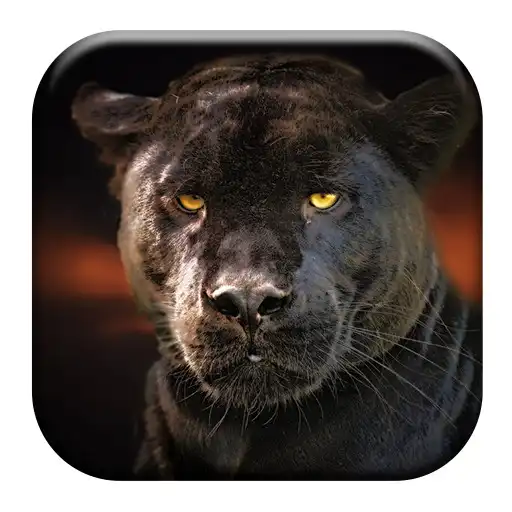 Play Black Panther Sounds APK Play Black Panther Sounds APK