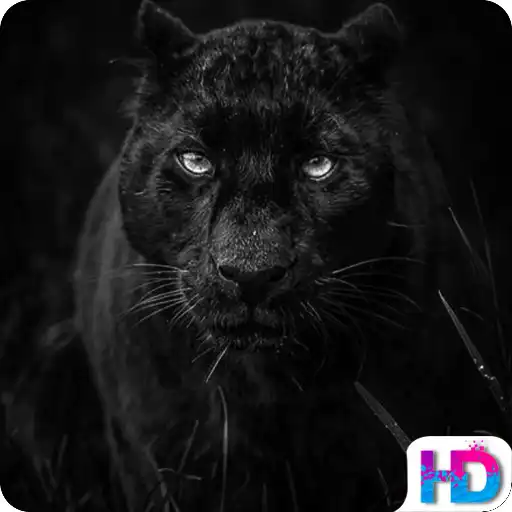 Free play online Black Panther Wallpapers APK