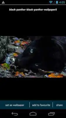 Play Black Panther Wallpapers