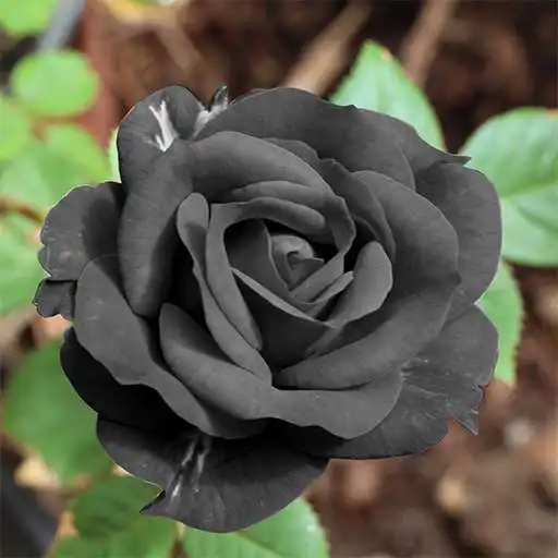 Play Black Rose HD Wallpaper APK Play Black Rose HD Wallpaper APK