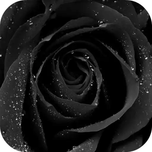 Free play online Black Rose Live Wallpaper APK Free play online Black Rose Live Wallpaper APK