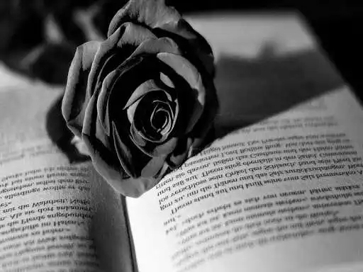 Play Black Rose Wallpaper 2020 and enjoy Black Rose Wallpaper 2020 with UptoPlay Play Black Rose Wallpaper 2020 and enjoy Black Rose Wallpaper 2020 with UptoPlay