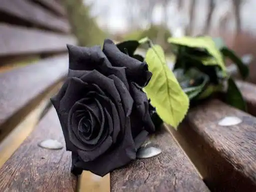 Play Black Rose Wallpaper 2020 as an online game online Black Rose Wallpaper 2020 with UptoPlay com.js.apps.black Play Black Rose Wallpaper 2020 as an online game Black Rose Wallpaper 2020 with UptoPlay