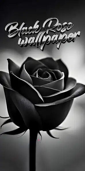 Play Black Rose Wallpaper  and enjoy Black Rose Wallpaper with UptoPlay